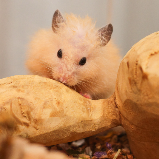 Full Service Suite Boarding