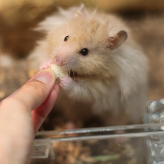 Full Service Medical Boarding