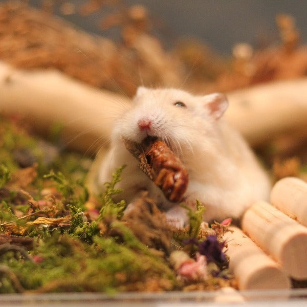 Hamster Hotel Singapore Schedule Appointment