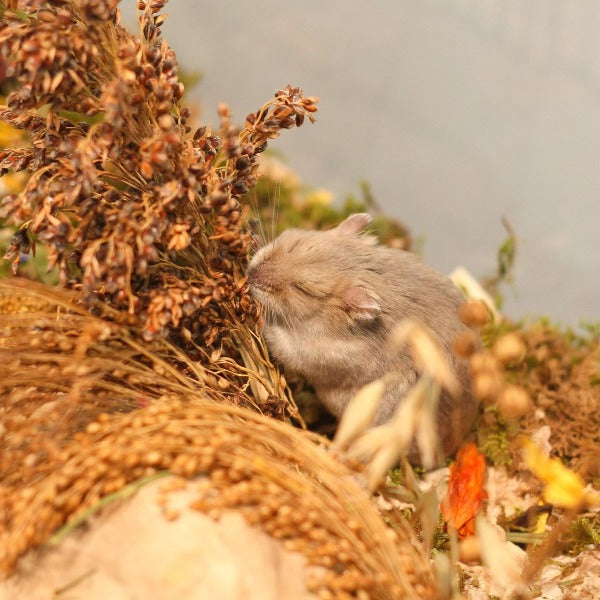 Pet Hamster guest in Hamster Hotel Singapore