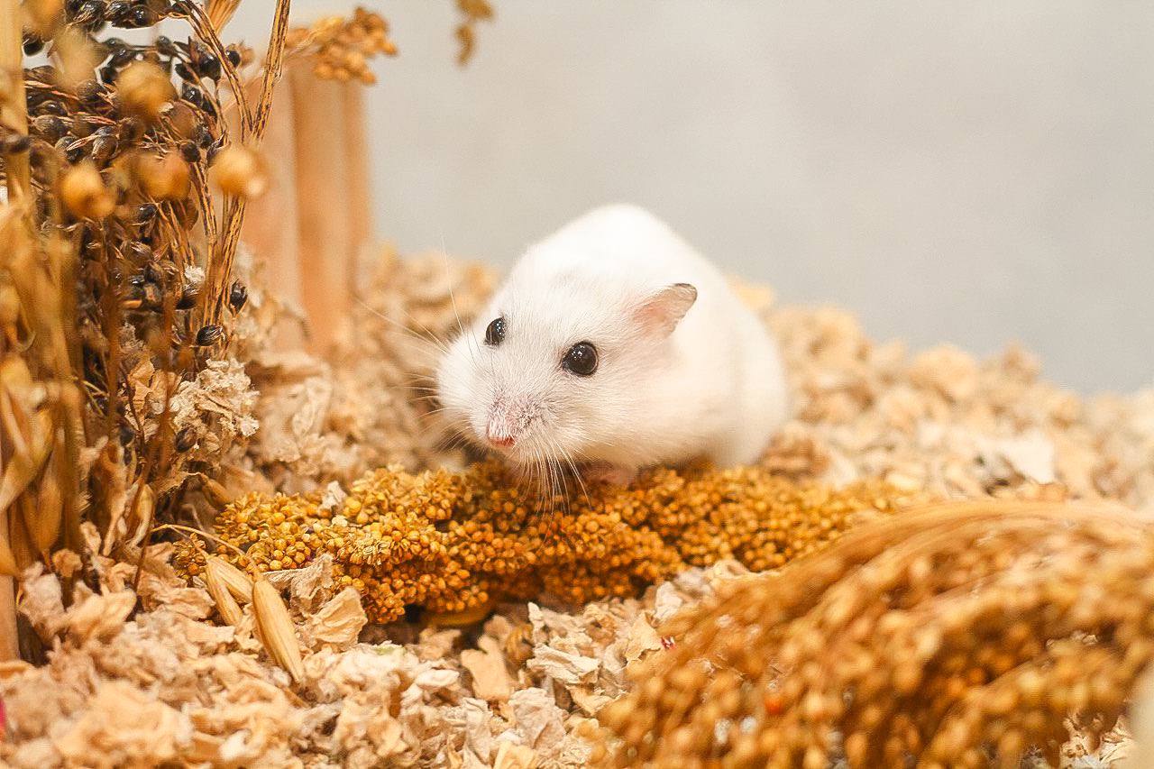 pet hamster in a comfortable cage at hamster hotel singapore