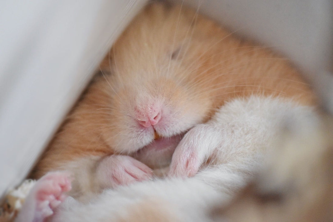 The Hamster Hotel Singapore thehamsterhotel