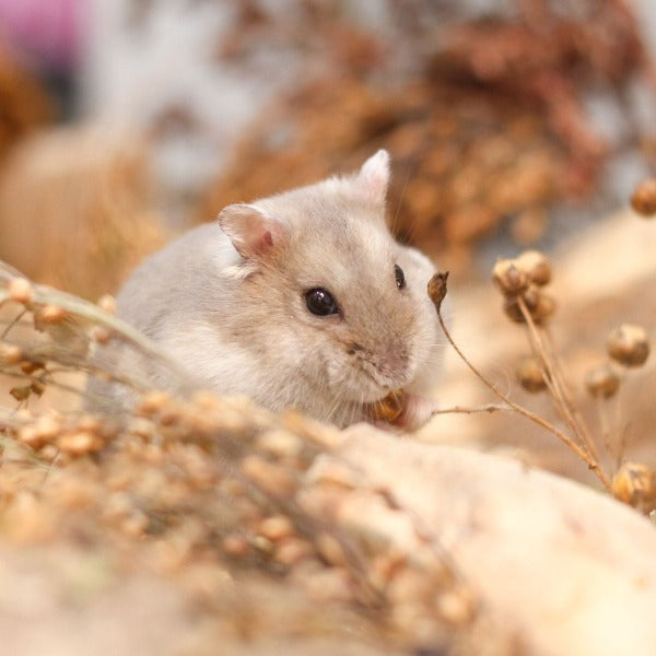 Daily update of pet hamster guests for owners