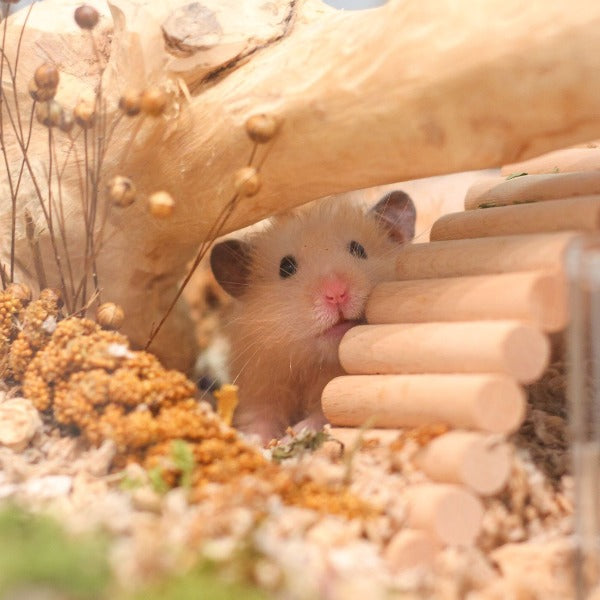 Hamster Pet Hotel Singapore Book Your Stay