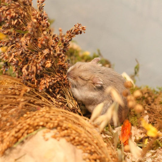 Pet Hamster guest in Hamster Hotel Singapore