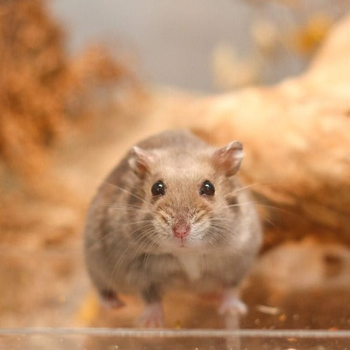 Hamster after spa service